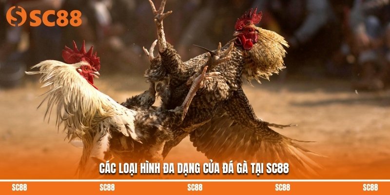 Các loại hình đa dạng của đá gà tại SC88
