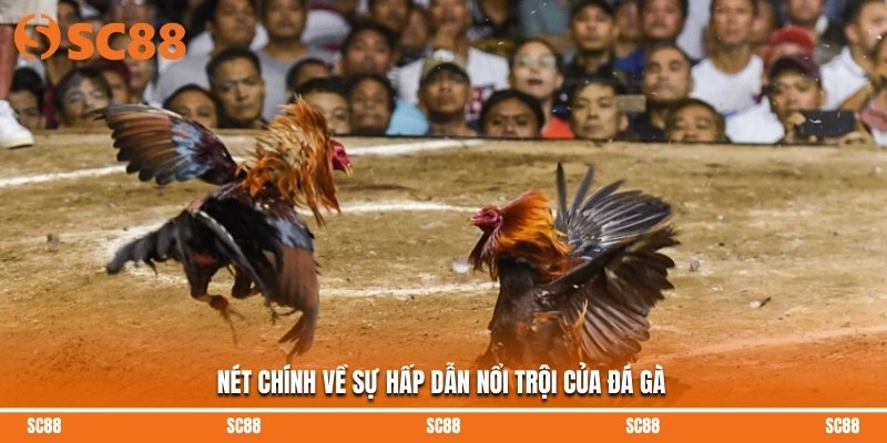 Nét chính về sự hấp dẫn nổi trội của đá gà